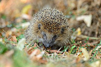 《大侠立志传》开发日志：比武招亲 武道领悟等介绍